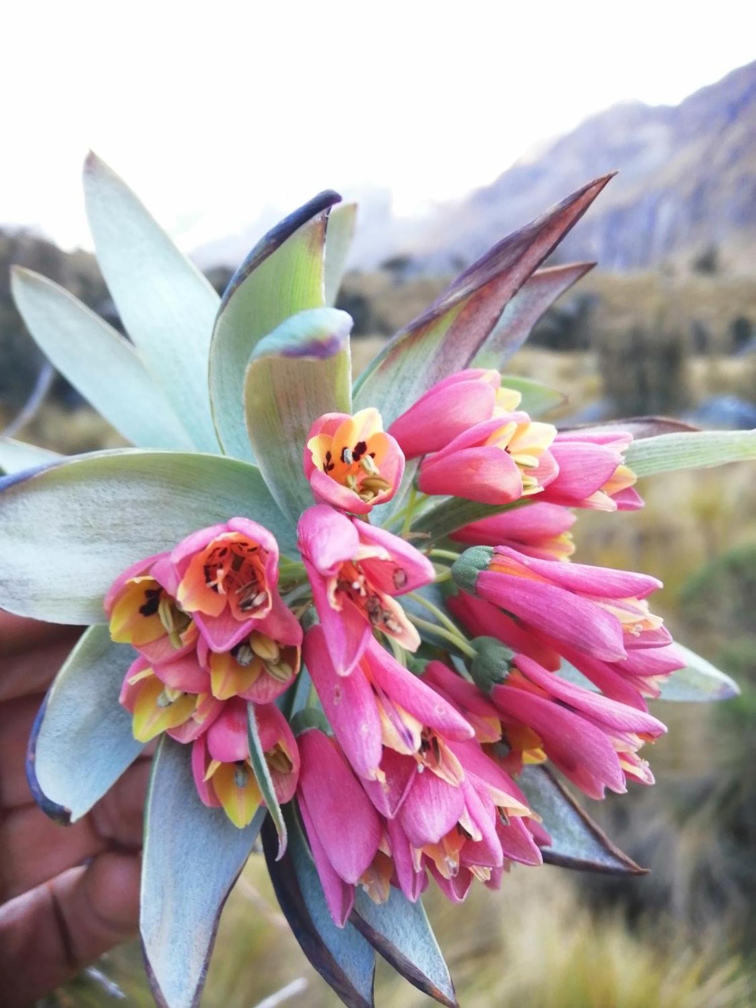 Amazing Huaraz Bed and Breakfast Exteriör bild
