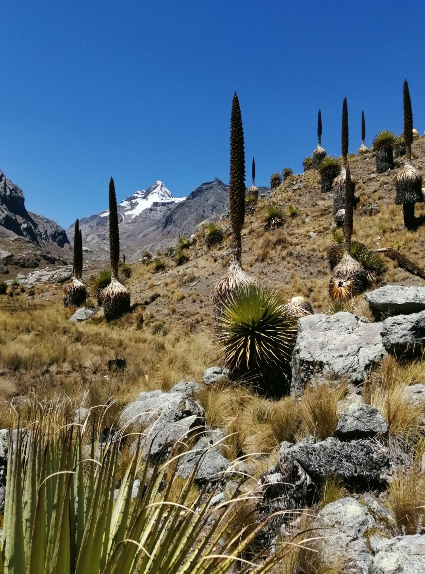 Amazing Huaraz Bed and Breakfast Exteriör bild